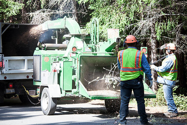 How Our Tree Care Process Works  in  Wheaton, MD